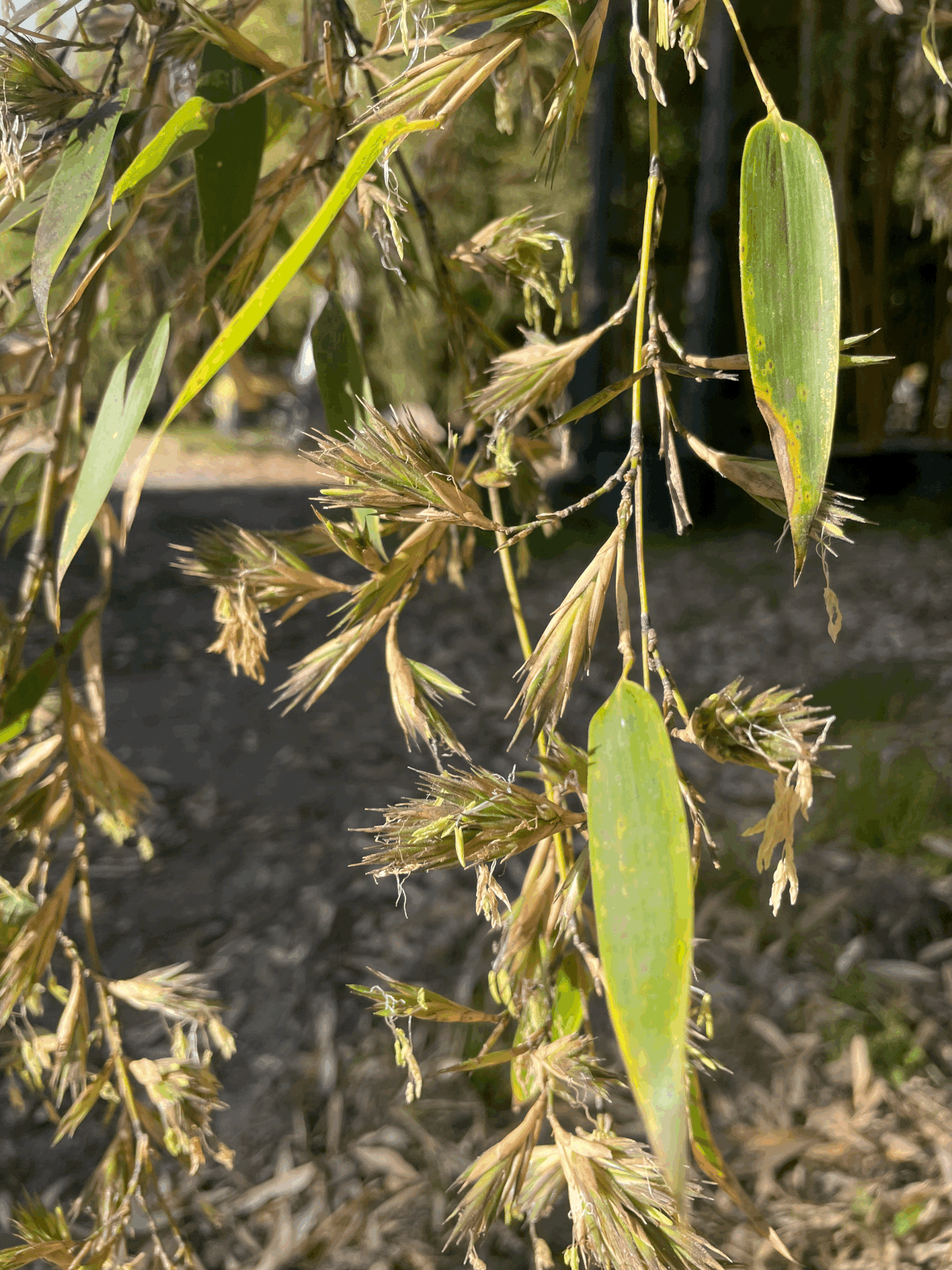 La Floraison du Bambou : Un Phénomène Botanique Rare et Intriguant…