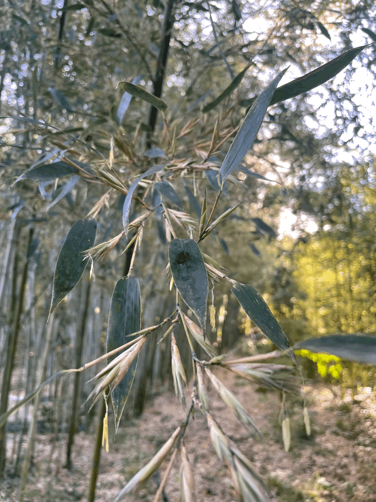 La Floraison du Bambou : Un Phénomène Botanique Rare et Intriguant…