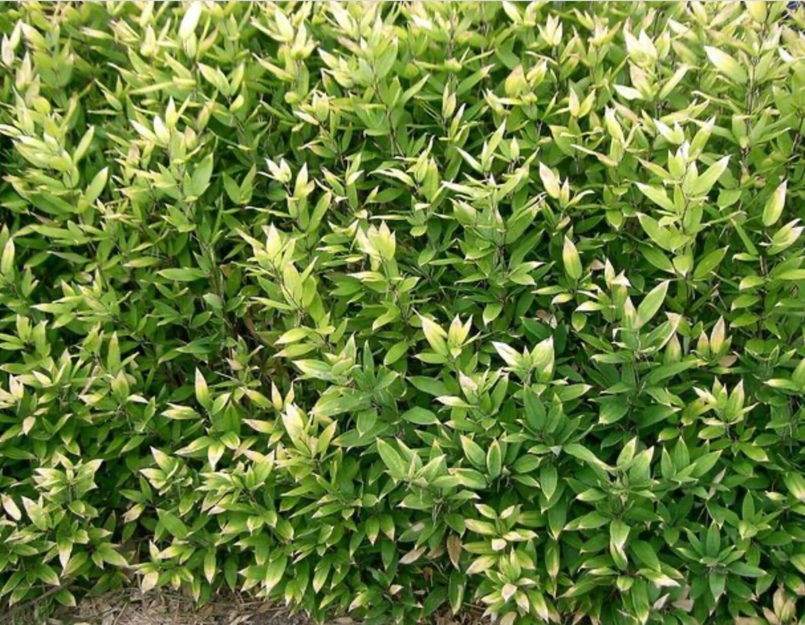 Plus de 1600 espèces de bambous dans le monde