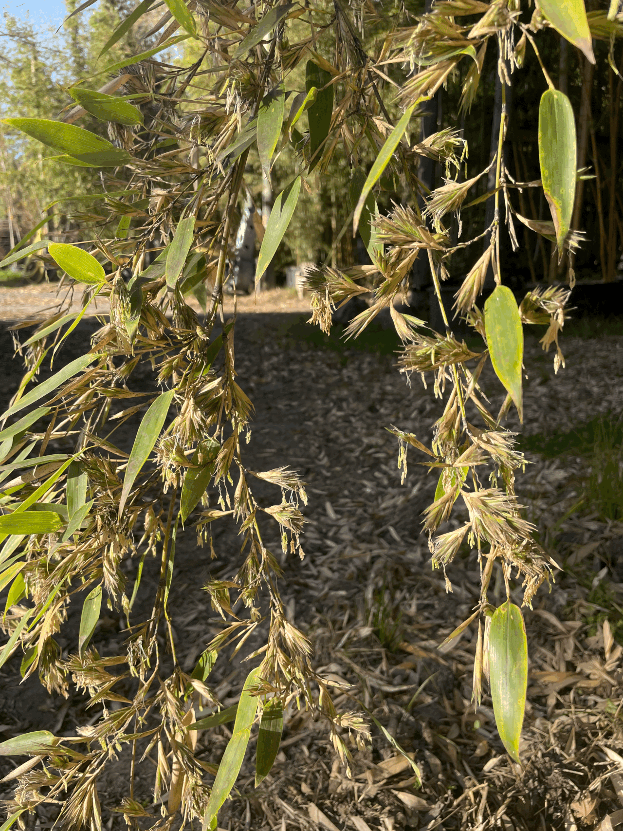 La Floraison du Bambou : Un Phénomène Botanique Rare et Intriguant…