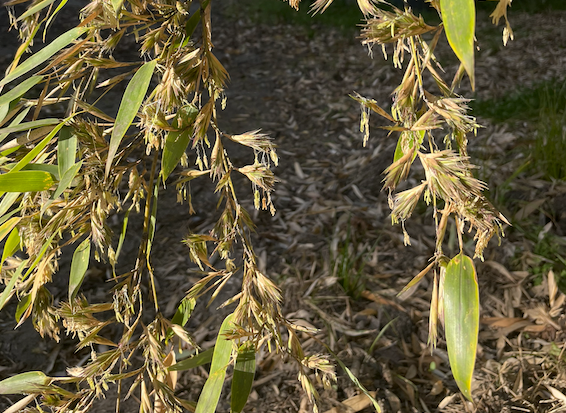 En Inde : Quand le bambou  fleurit la famine suit …