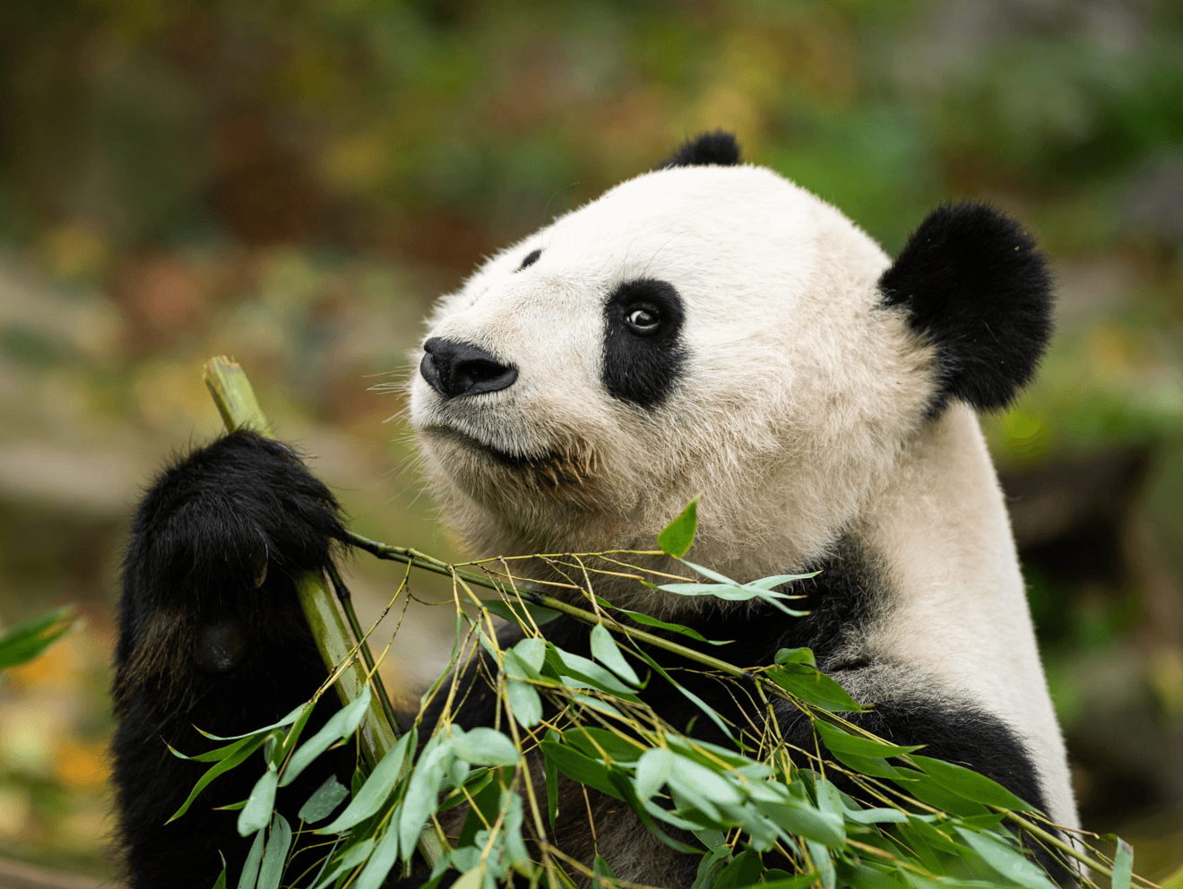 Pourquoi les pandas mangent t&rsquo;ils principalement du bambou !?!?